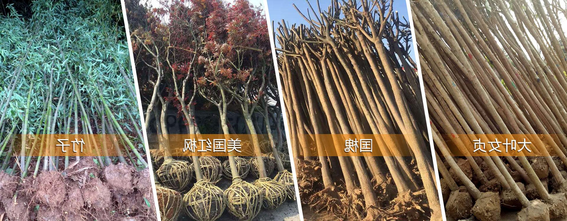 花卉盆栽苗木种植,盆栽苗木基地批发